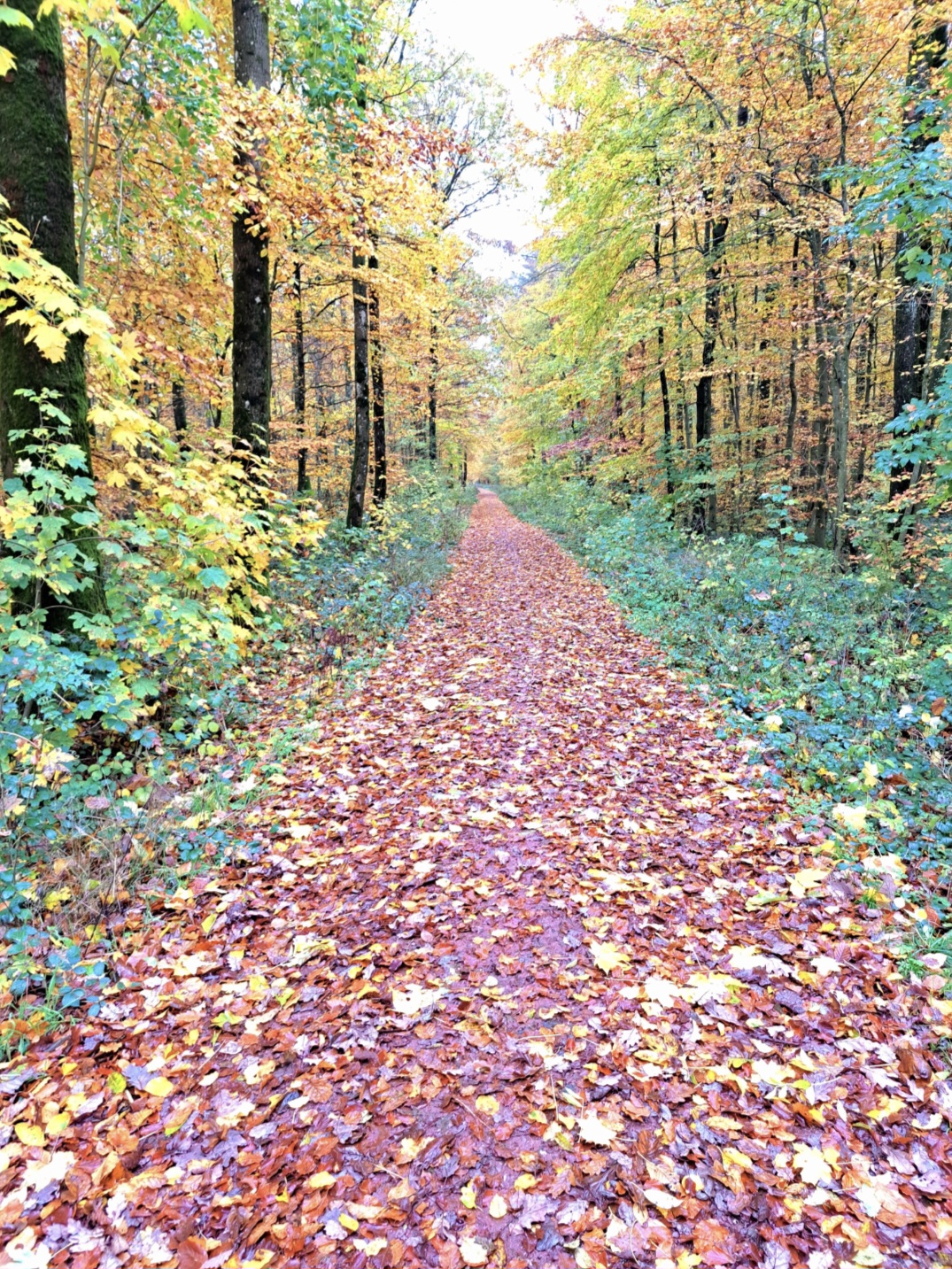 Herbst in Merzig im Saarland – Wandern und Kurzurlaub