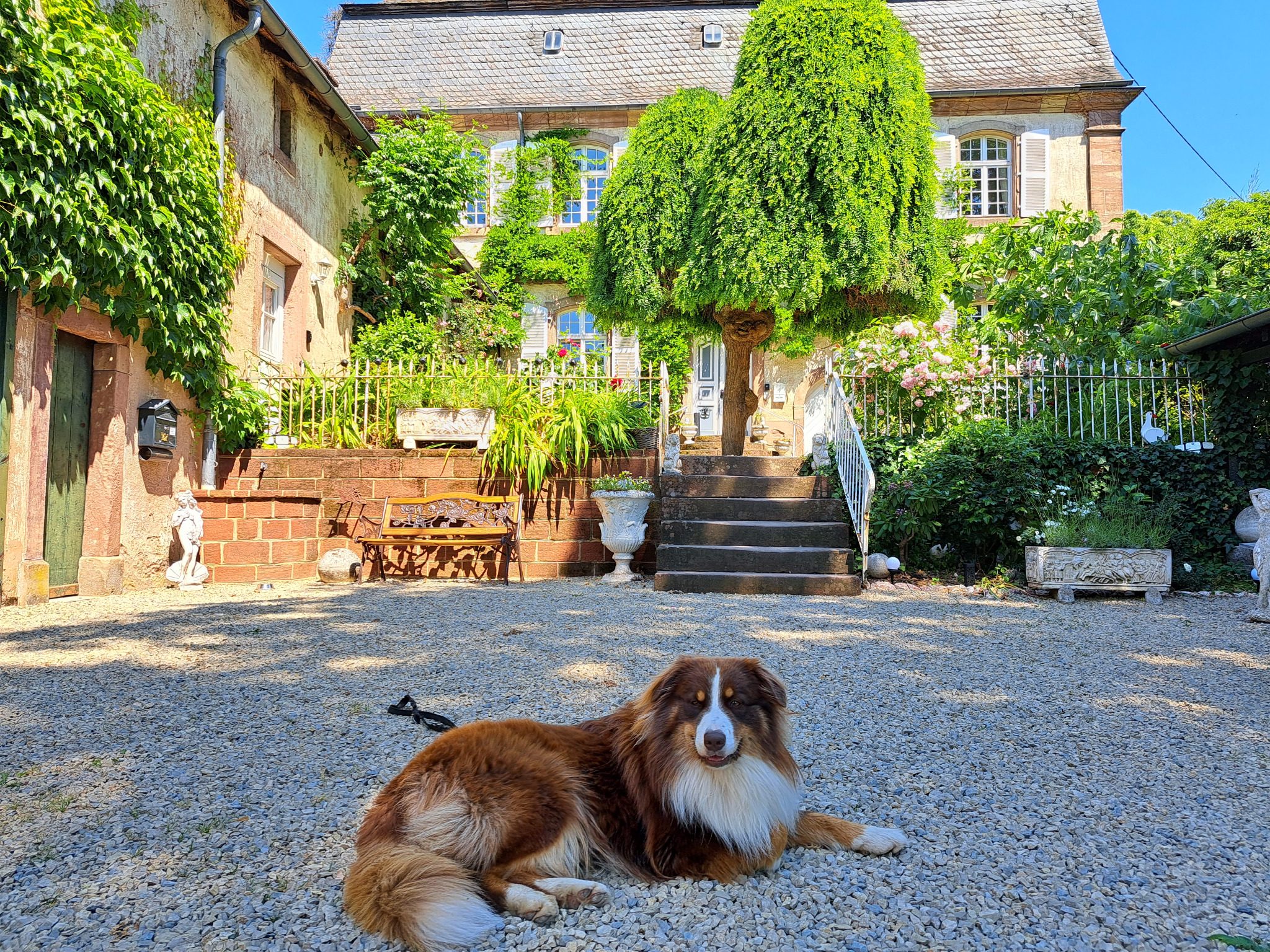 Hund vor Schloss Hilbringen – Urlaub mit Hund im Saarland