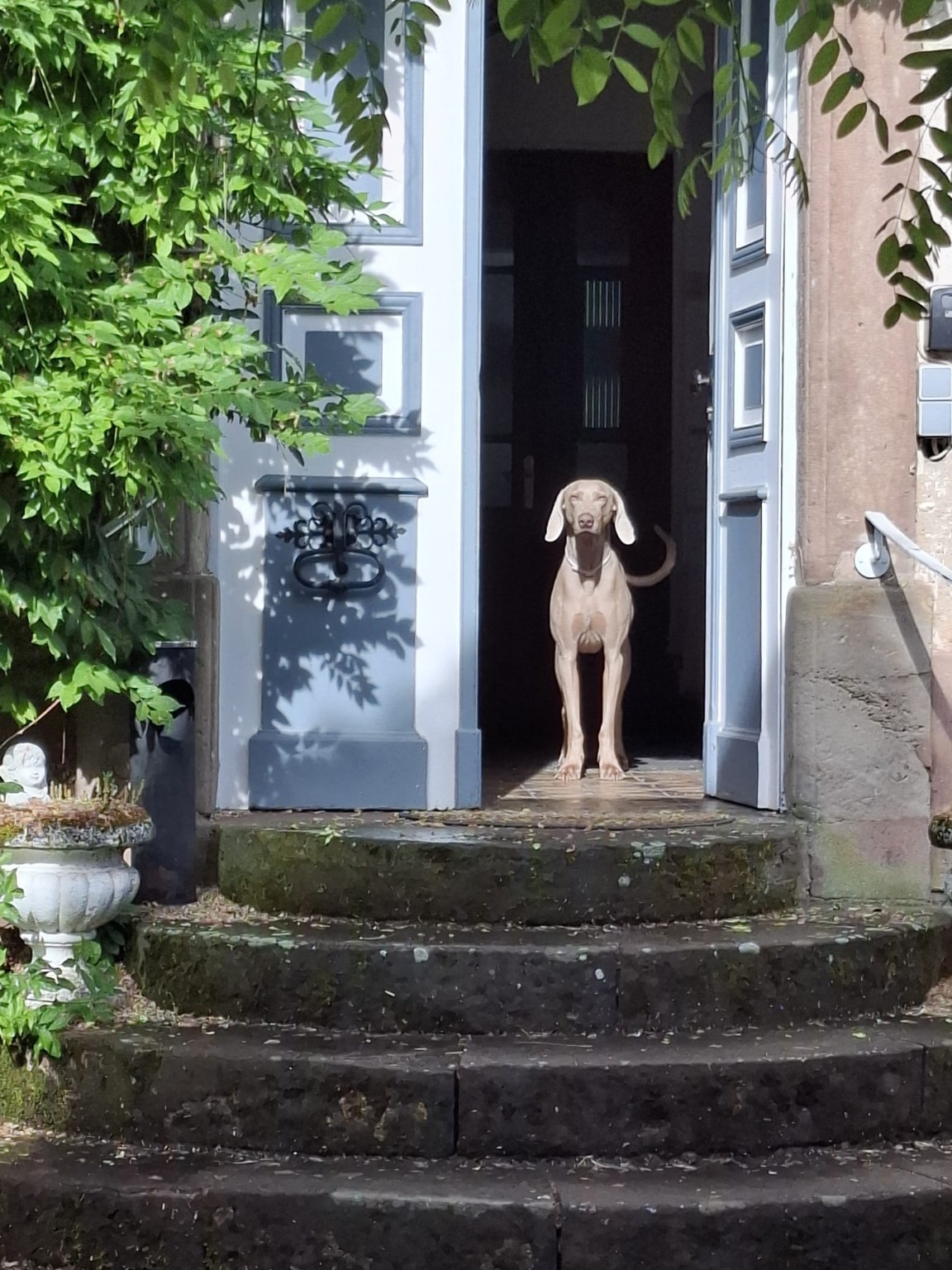 Hund vor dem Eingang des Schloss Hilbringen in Merzig