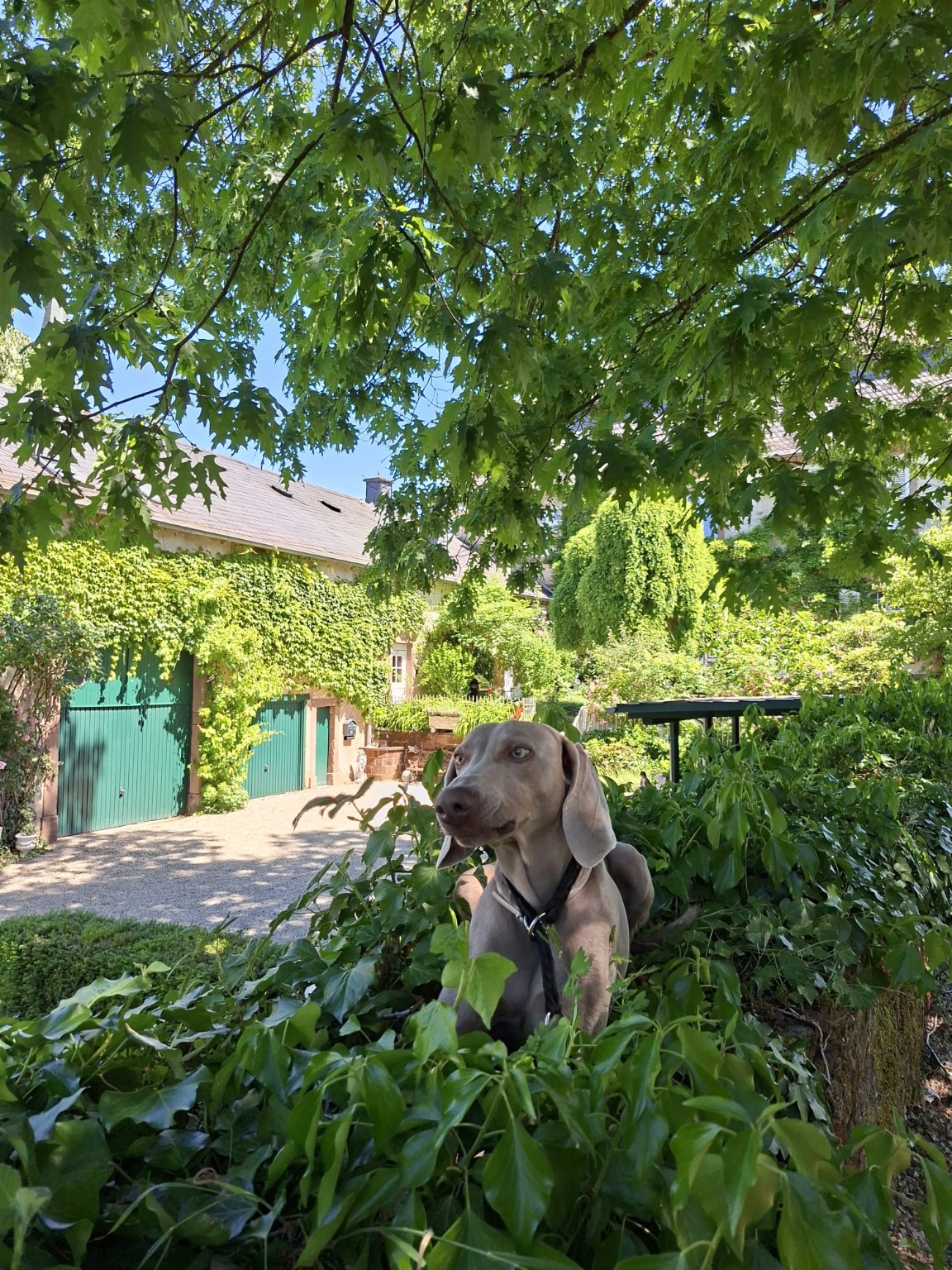 Hund im Garten des Schloss Hilbringen – hundefreundliche Ferienwohnung im Saarland