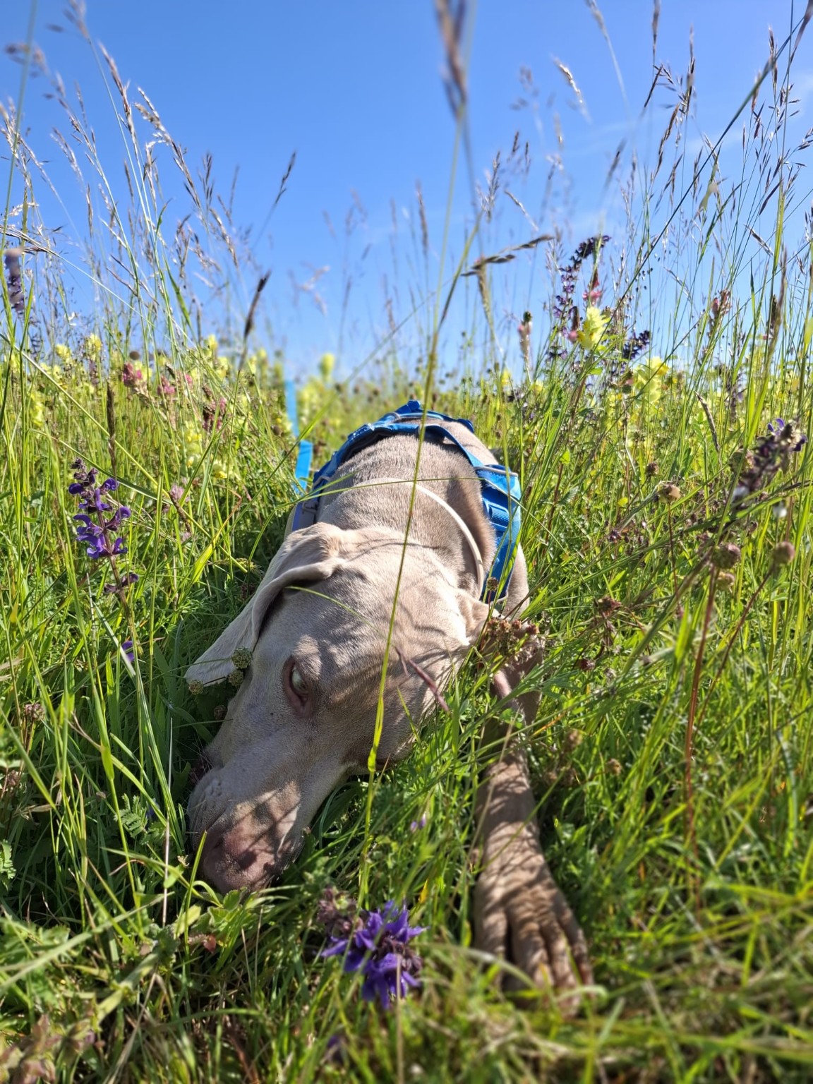 Hund auf einer Blumenwiese bei Merzig – Urlaub mit Hund im Saarland
