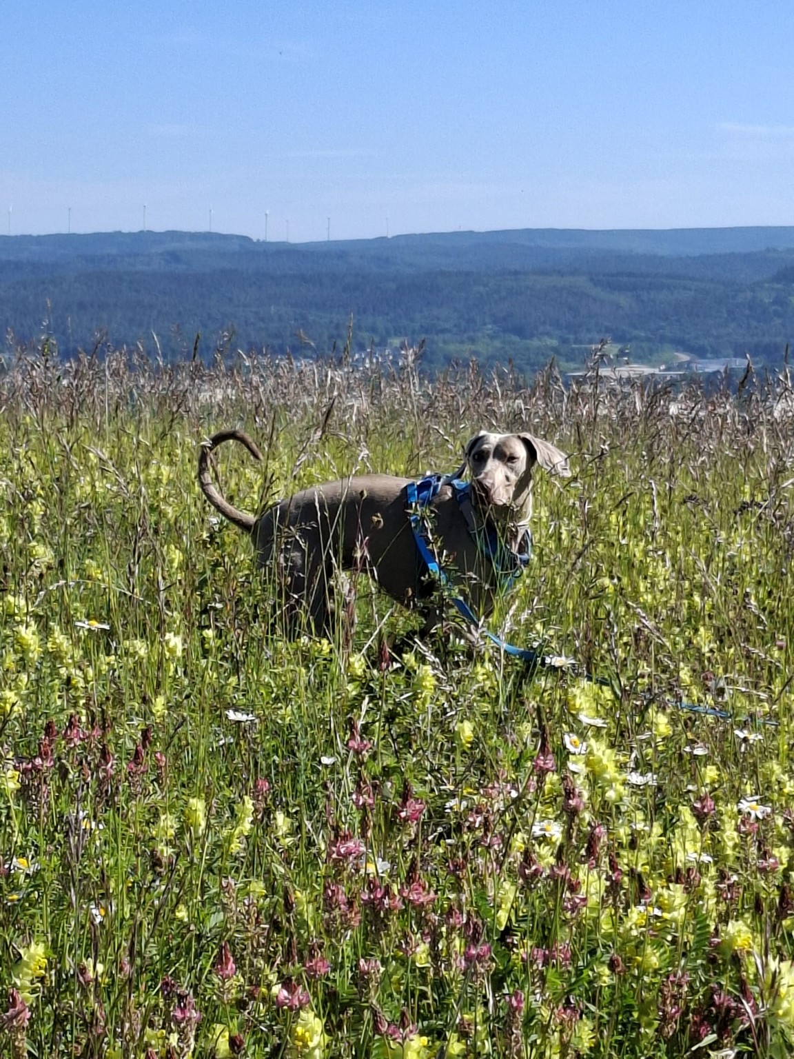 Hund auf einer Blumenwiese bei Merzig-Hilbringen – Urlaub mit Hund im Saarland